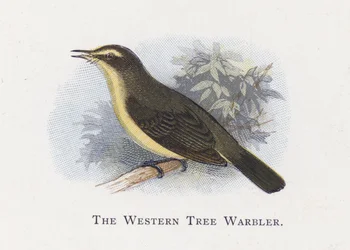 The Western Tree Warbler